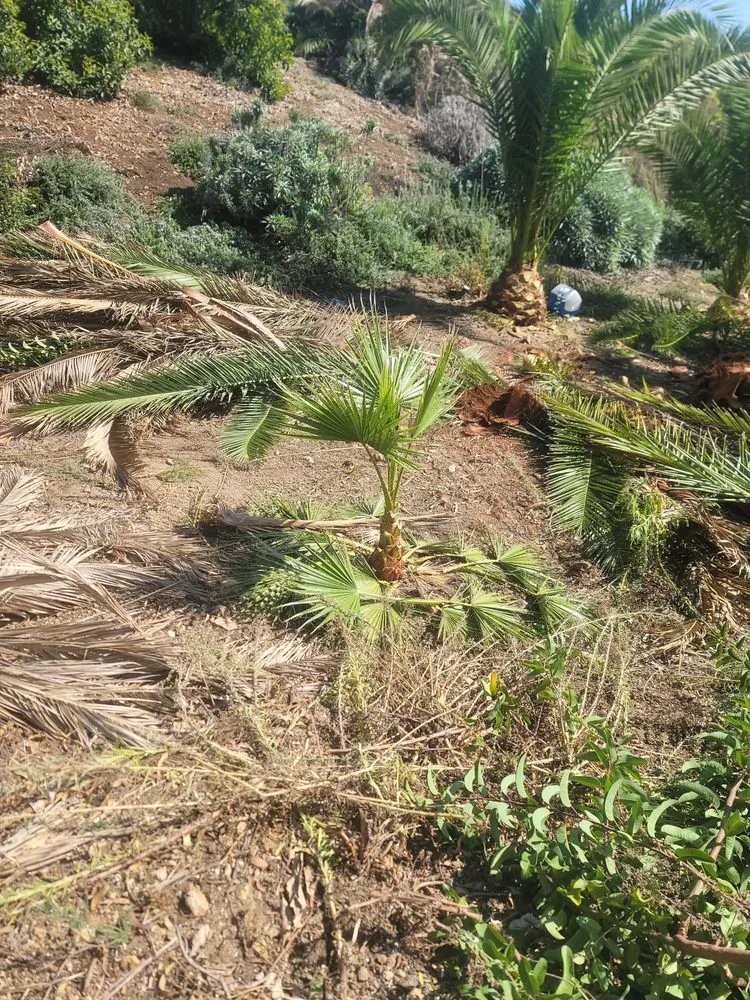 Professional yard cleanup service experts serving Lawndale, CA - L&S Enterprises