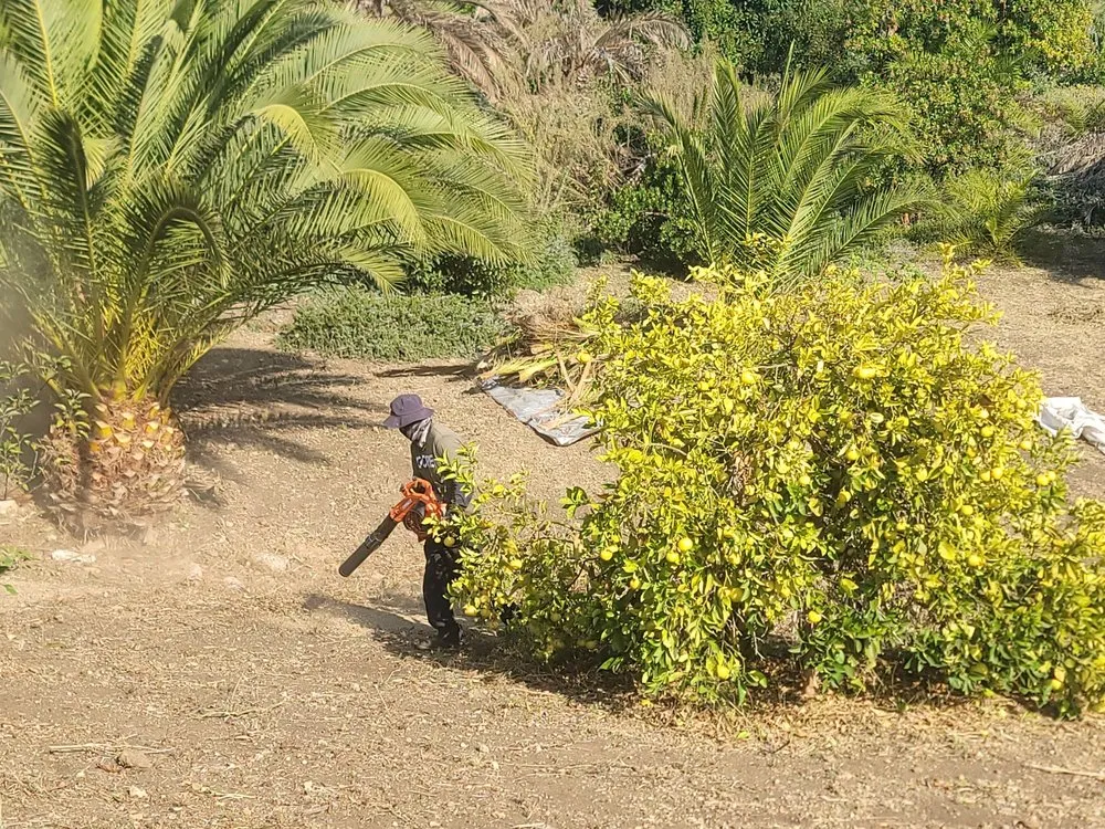 Top-rated yard maintenance in Lawndale, CA by L&S Enterprises