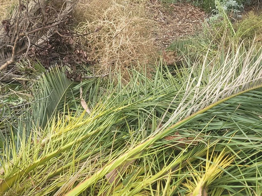 Reliable landscaping services in Lawndale, CA by L&S Enterprises