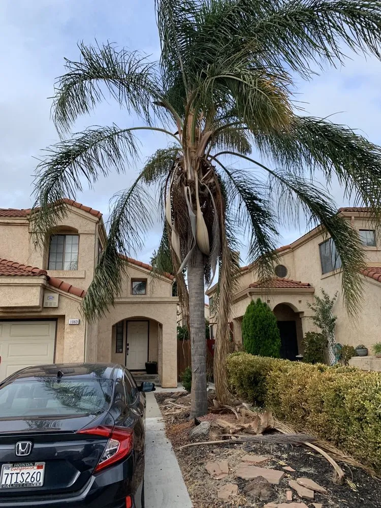 Custom landscape design in Stockton, CA by LS Landscaping & Tree Care