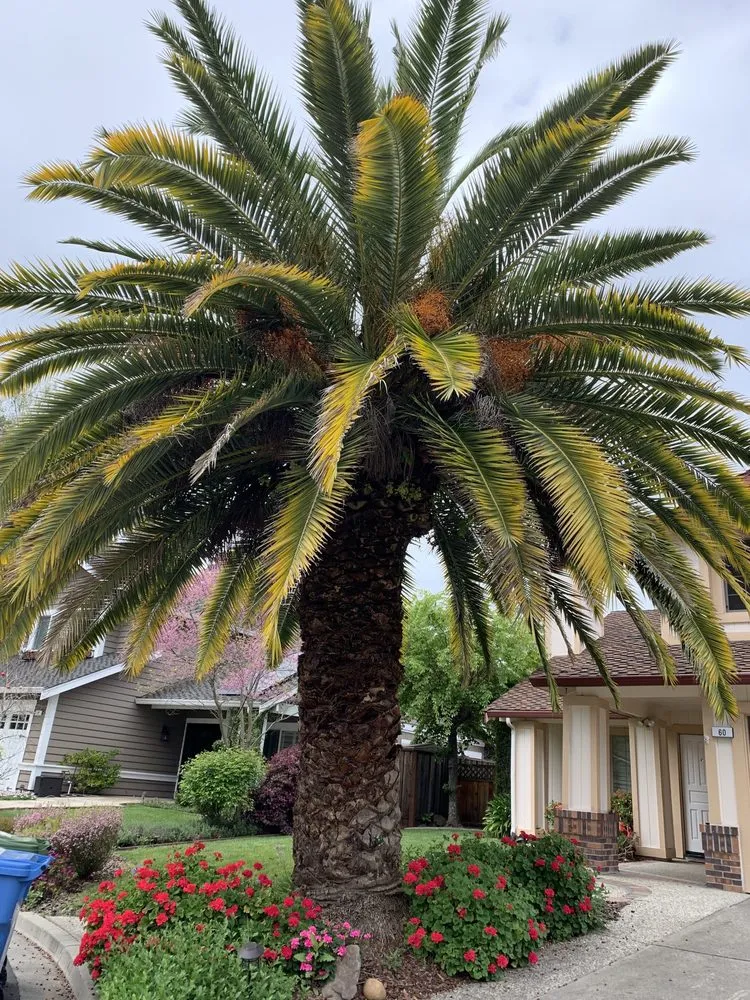 Local lawn mowing service in Stockton, CA - LS Landscaping & Tree Care