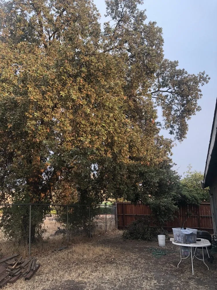 Affordable lawn care service in Stockton, CA - LS Landscaping & Tree Care