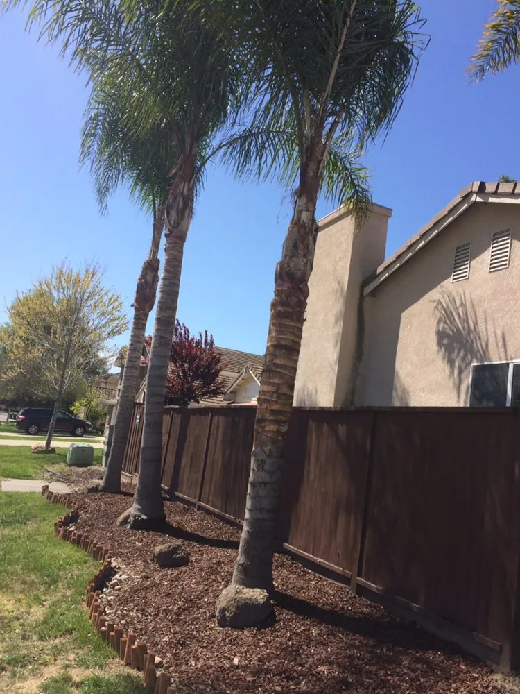 Trusted yard cleanup service in Stockton, CA by LS Landscaping & Tree Care