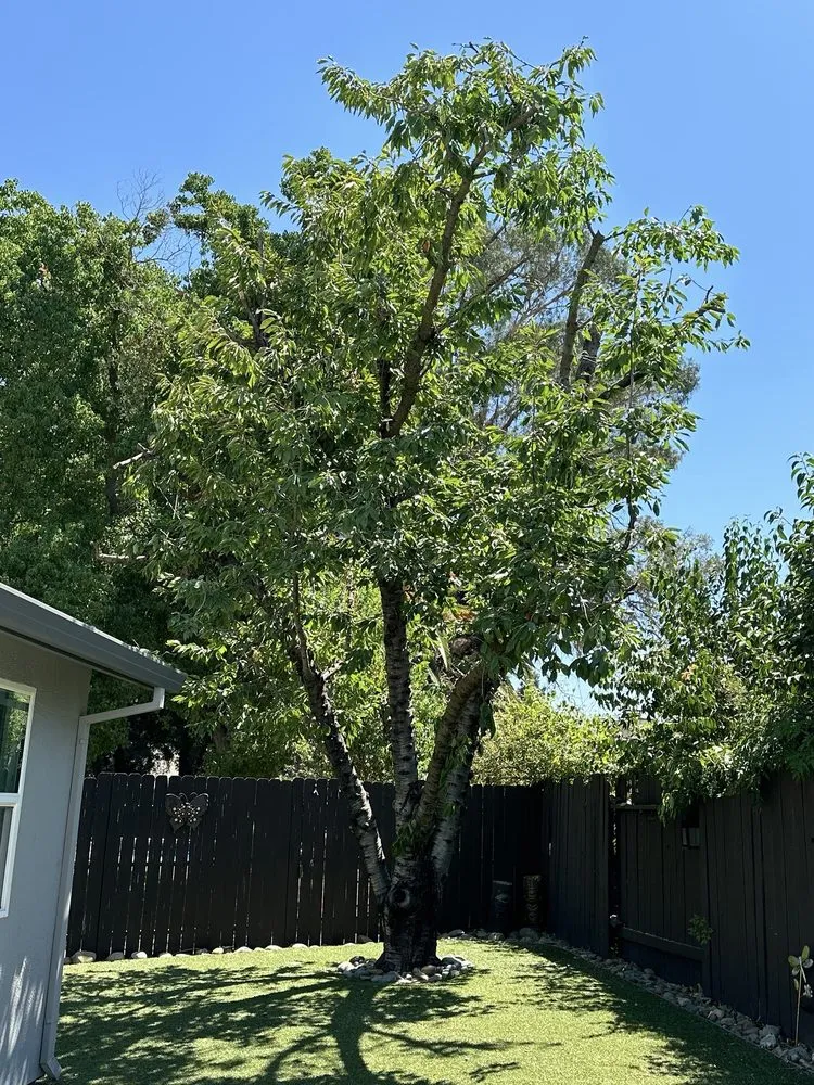 Reliable outdoor landscaping in Stockton, CA by LS Landscaping & Tree Care