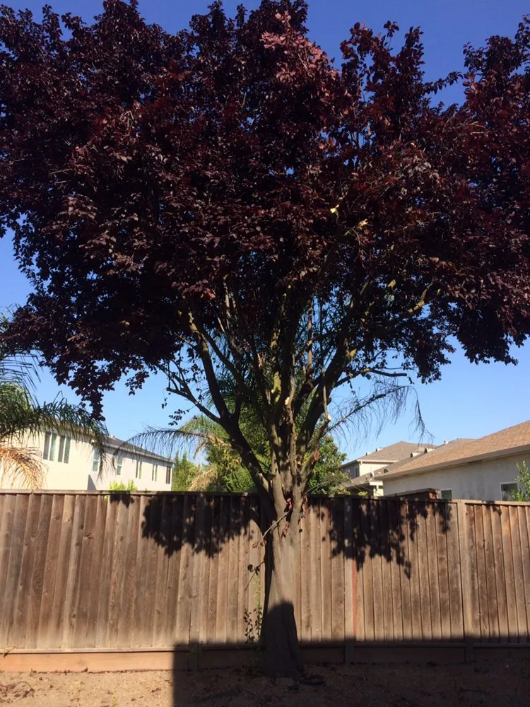 Affordable garden landscaping experts serving Stockton, CA - LS Landscaping & Tree Care