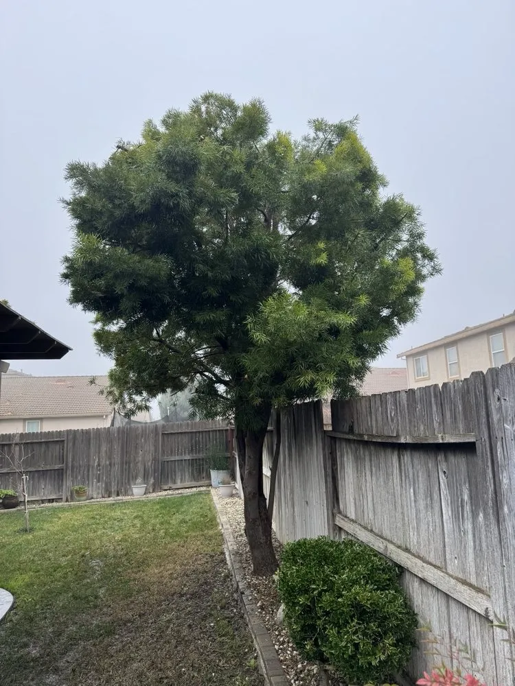 Trusted lawn care service in Stockton, CA by LS Landscaping & Tree Care