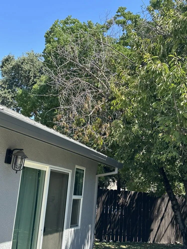 Trusted landscaping services for residential properties across Stockton, CA - LS Landscaping & Tree Care