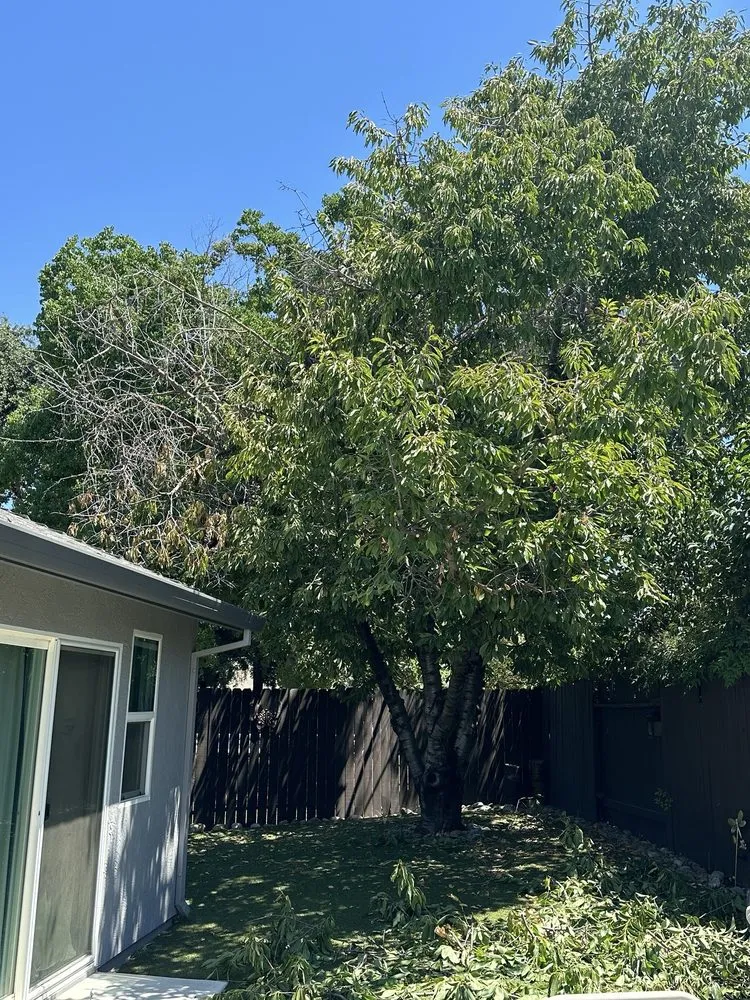 Local yard cleanup service with custom design across Stockton, CA - LS Landscaping & Tree Care