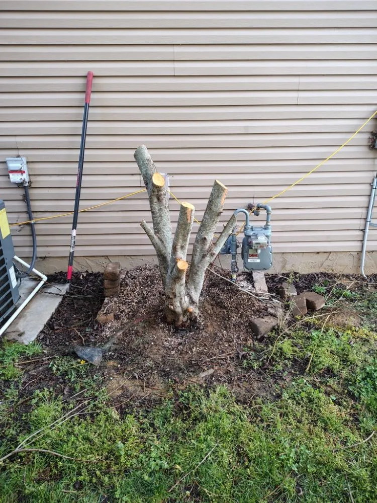 Local lawn care service for residential properties across Clinton, TN - LS Lawn and Stump