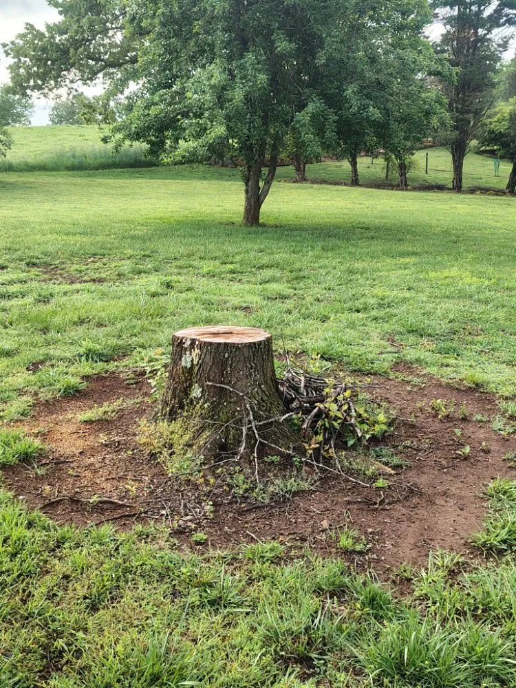 Local landscape design for beautiful yards across Clinton, TN - LS Lawn and Stump