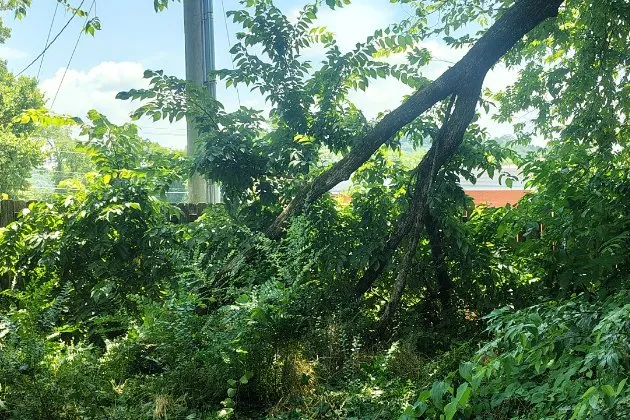 Expert landscape design experts serving Clinton, TN - LS Lawn and Stump