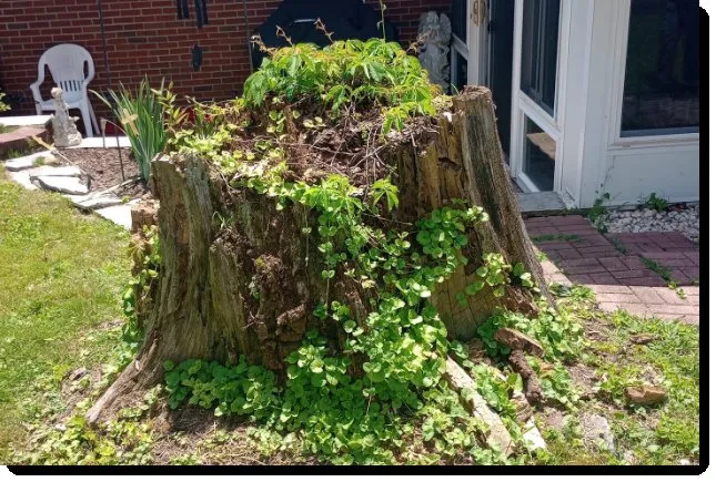 Professional garden landscaping experts serving Clinton, TN - LS Lawn and Stump