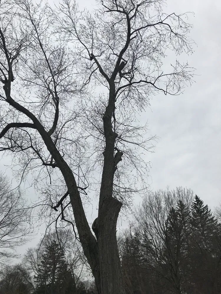 Expert lawn care service for year-round maintenance across Waterloo, NY - L&S Services