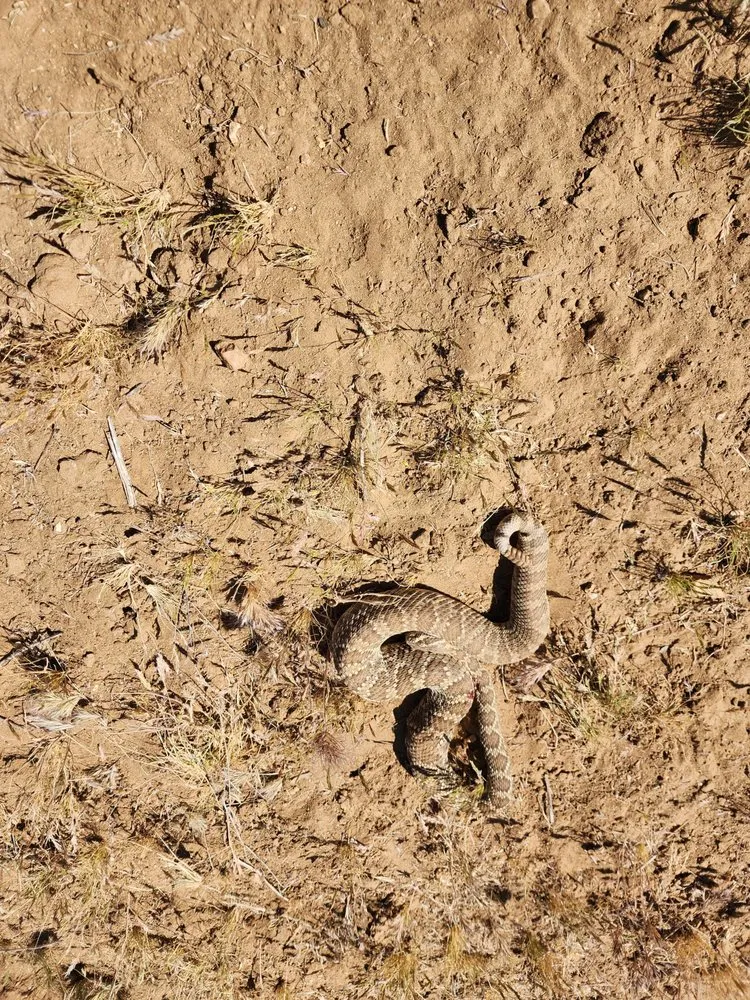 Top-rated landscaping services for year-round maintenance across Kingman, AZ - LS Tractor & Backhoe Services