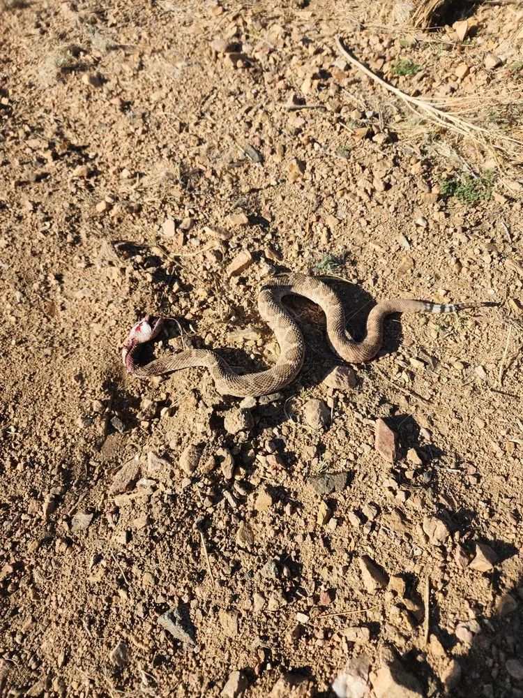 Top-rated garden landscaping in Kingman, AZ - LS Tractor & Backhoe Services