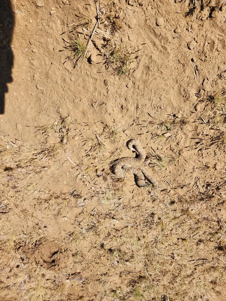 Reliable yard cleanup service in Kingman, AZ - LS Tractor & Backhoe Services