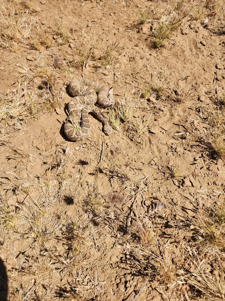 Professional lawn mowing service in Kingman, AZ - LS Tractor & Backhoe Services