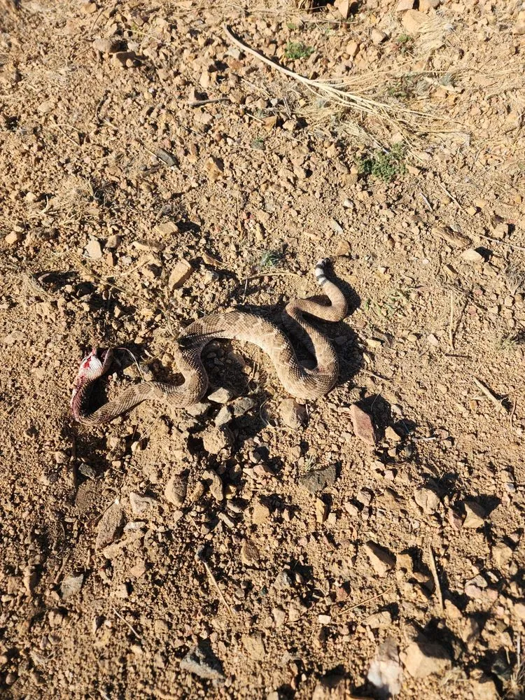 Trusted landscape design in Kingman, AZ by LS Tractor & Backhoe Services