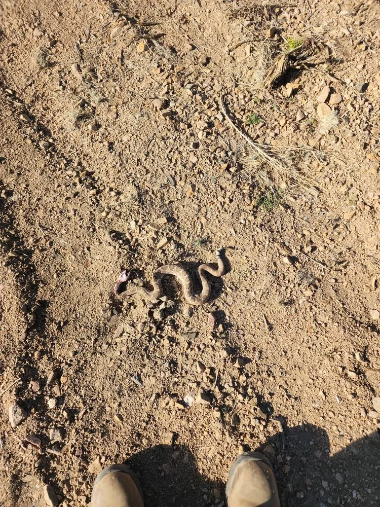 Expert residential landscaping for beautiful yards in Kingman, AZ by LS Tractor & Backhoe Services