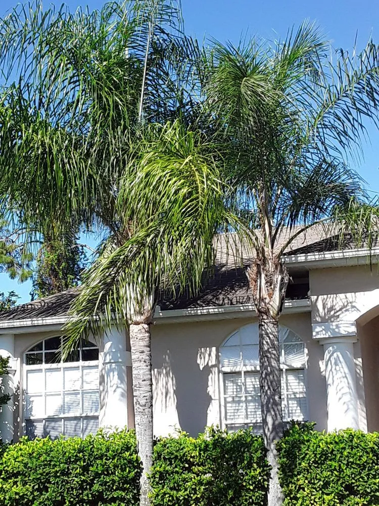 Trusted yard cleanup service experts serving Hudson, FL - L&T tree service