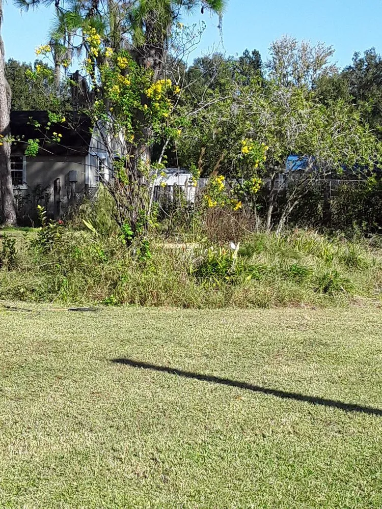 Affordable yard cleanup service experts serving Hudson, FL - L&T tree service
