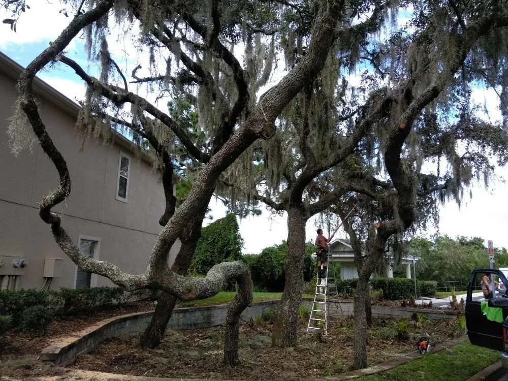 Expert residential landscaping for homes across Hudson, FL - L&T tree service