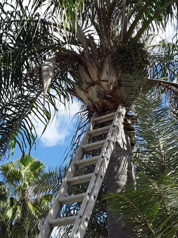 Custom outdoor landscaping in Hudson, FL - L&T tree service