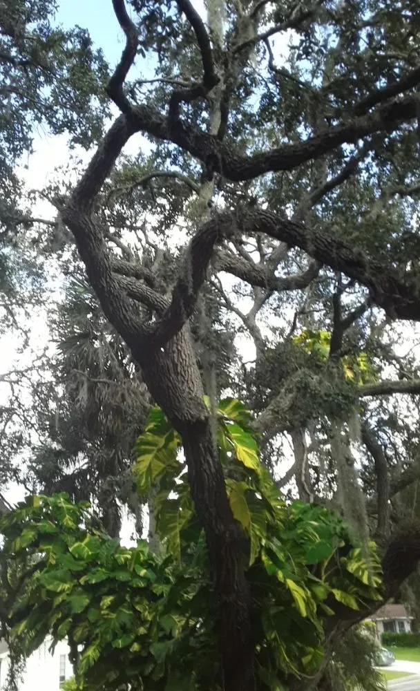 Reliable outdoor landscaping in Hudson, FL by L&T tree service