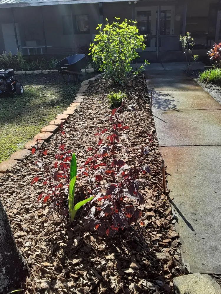 Expert landscape design in Hudson, FL - L&T tree service