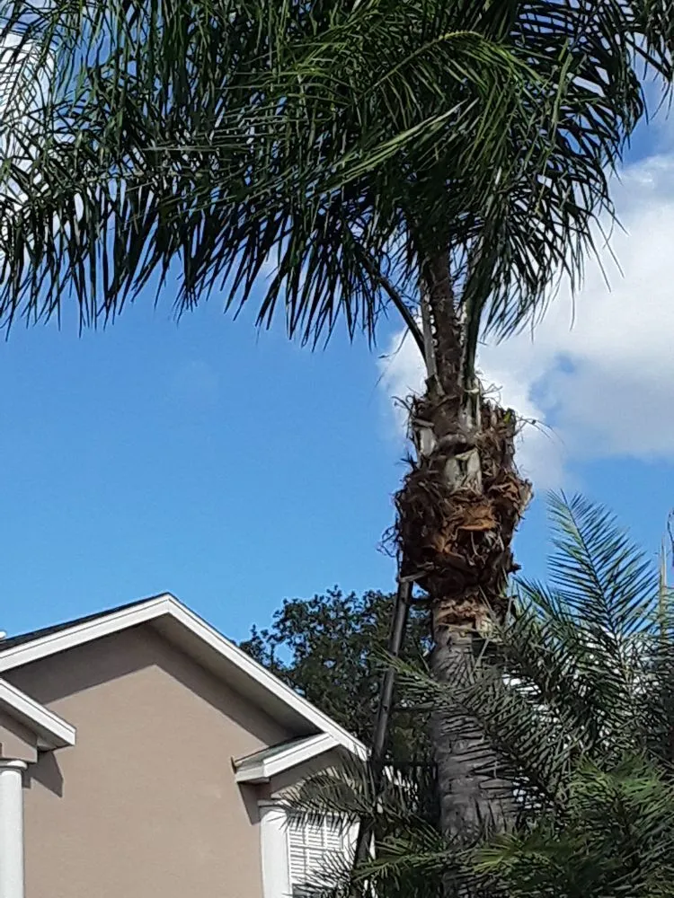 Local outdoor landscaping near you across Hudson, FL - L&T tree service