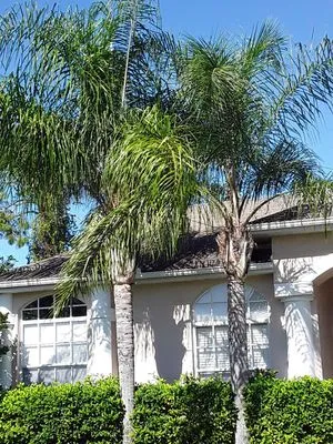 L&T tree service Logo