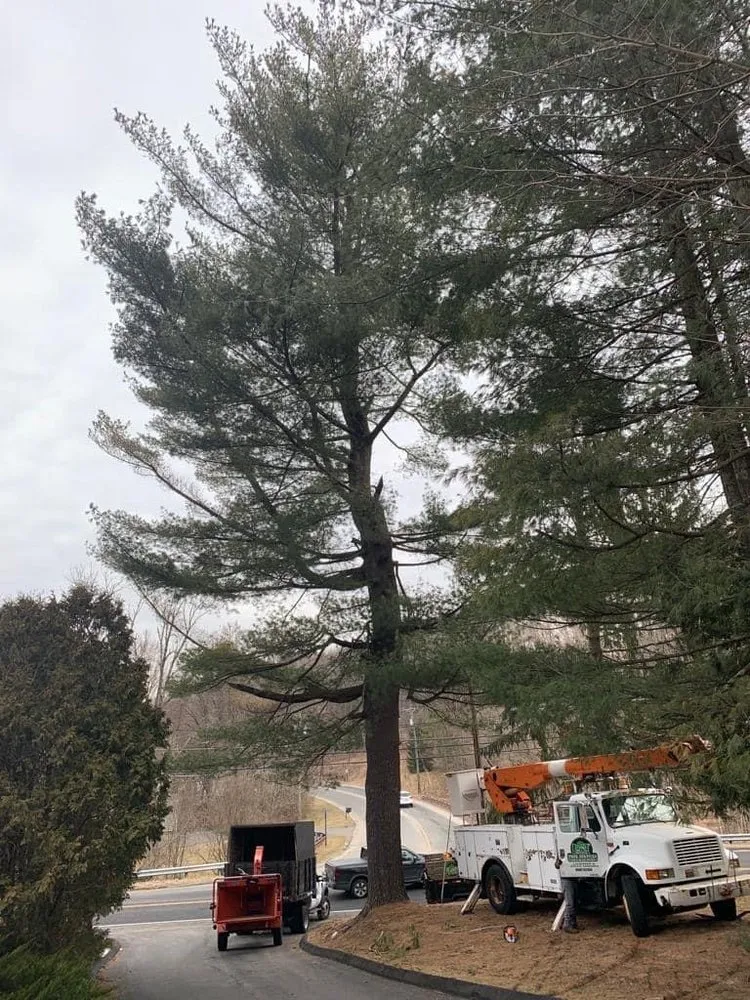 Affordable lawn mowing service experts serving Danbury, CT - L&t Tree Services