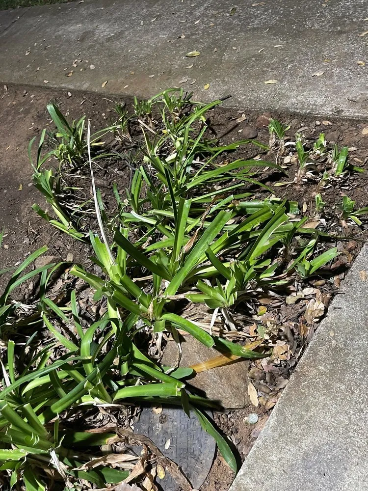 Custom outdoor landscaping in Roseville, CA by LTC Construction