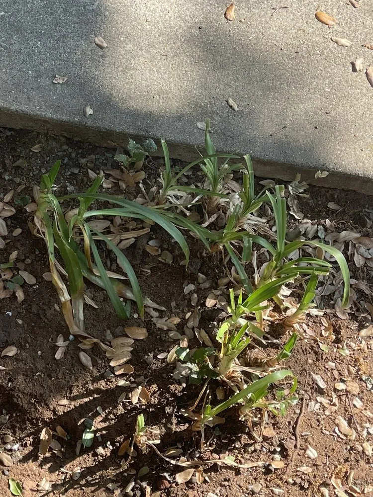 Top-rated yard maintenance for outdoor upgrades across Roseville, CA - LTC Construction