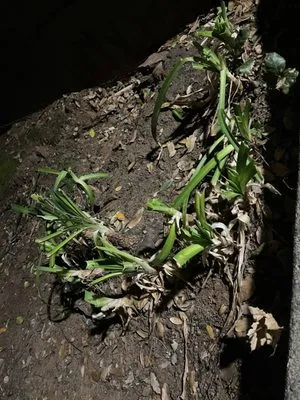 LTC Construction Logo