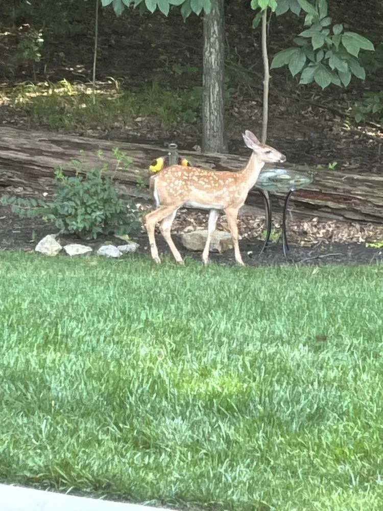 Custom outdoor landscaping in Blythewood, SC by LTD Landscaping