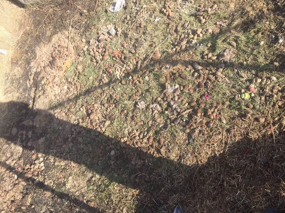 Local yard cleanup service with custom design across Anchorage, AK - Lu Van Berts