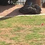 Professional yard cleanup service for residential properties across Lubbock, TX - Lubbock Lawns
