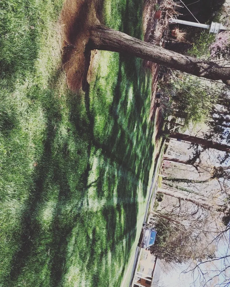 Local landscape installation in Raleigh, NC by Lucas Knows Lawncare