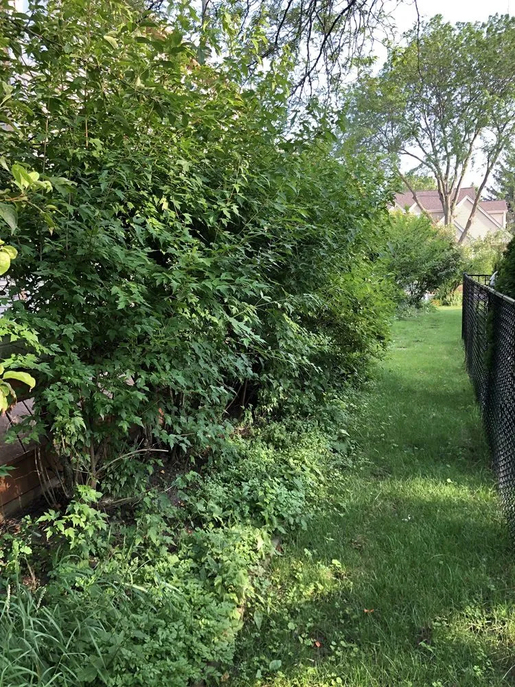 Custom landscape installation in Arlington Heights, IL by Lucas Landscape Design