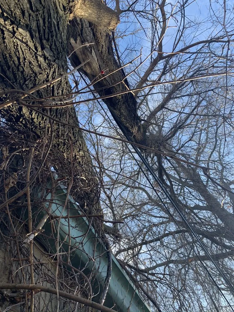 Custom residential landscaping for residential properties across Bridgewater, MA - Lucas Landscape &Tree