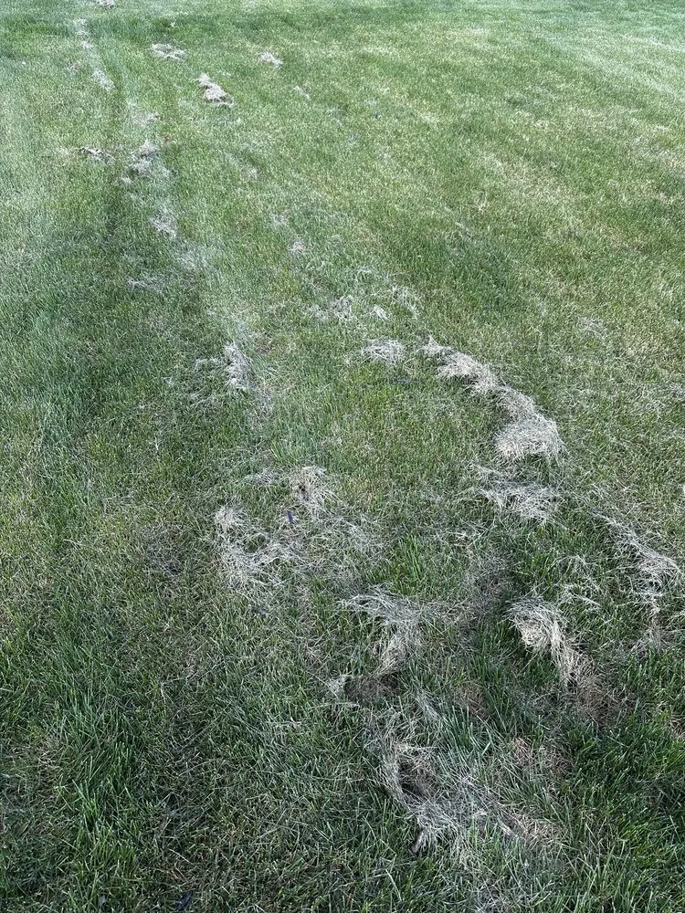 Custom outdoor landscaping for year-round maintenance across Detroit, MI - Lucas Landscaping & Snow