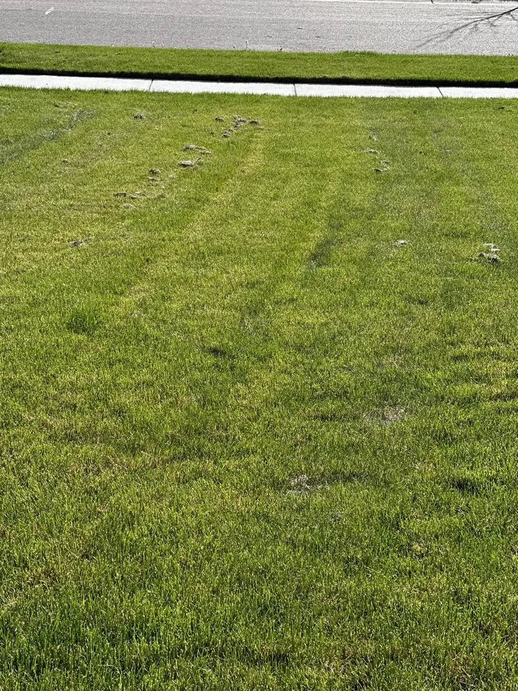 Trusted yard maintenance near you across Detroit, MI - Lucas Landscaping & Snow