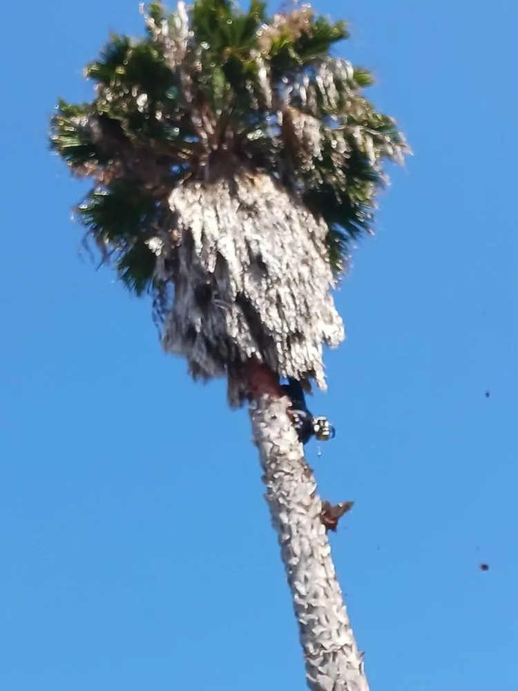 Custom landscape installation for homes in Encinitas, CA by Lucas Landscaping & Tree Services