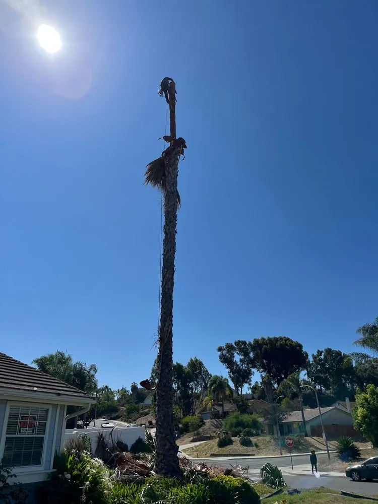 Local yard cleanup service experts serving Encinitas, CA - Lucas Landscaping & Tree Services