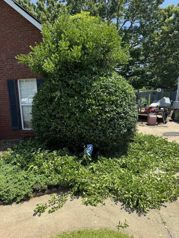 Local yard maintenance experts serving Bonaire, GA - Lucas Landscaping