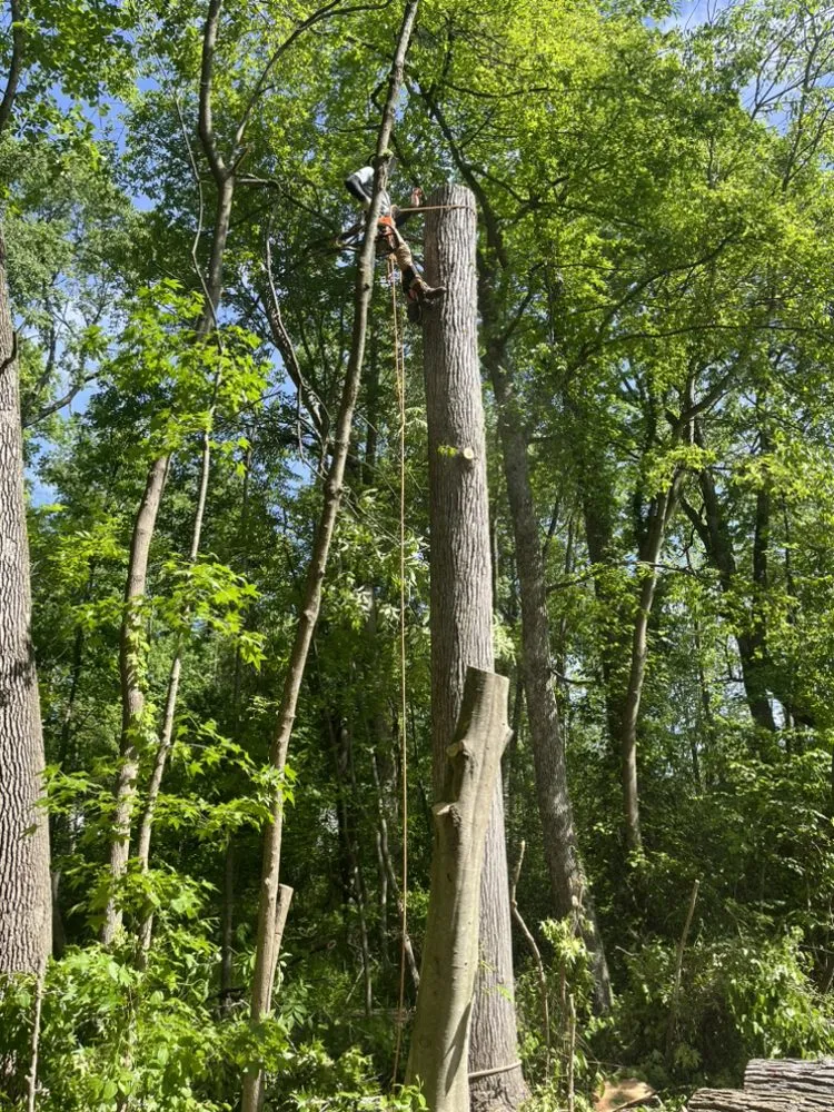 Local lawn care service in Lothian, MD - Lucas Landscaping Tree Servirce