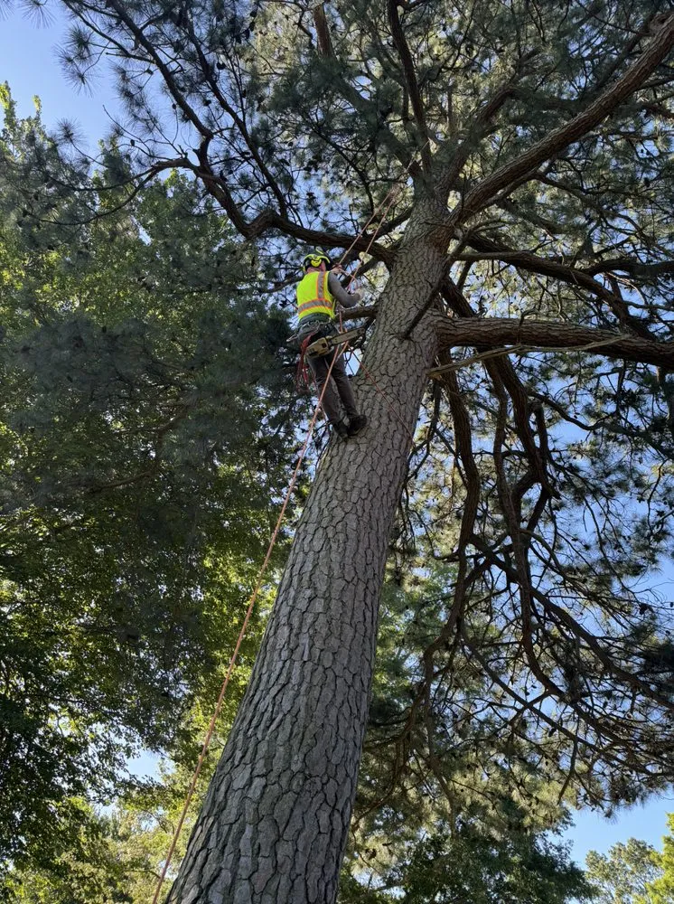 Reliable garden landscaping in Lothian, MD by Lucas Landscaping Tree Servirce