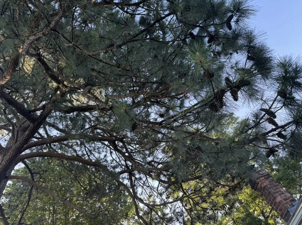 Expert landscape design for residential properties in Lothian, MD by Lucas Landscaping Tree Servirce