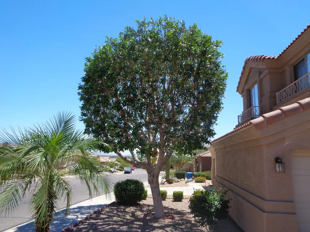 Custom yard cleanup service for beautiful yards in Phoenix, AZ by Lucas Lawn and Yard Care